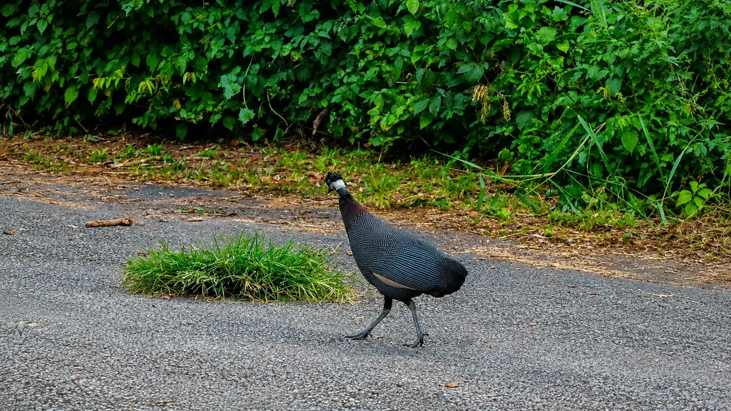 Guinea fowl crossing a leafy road