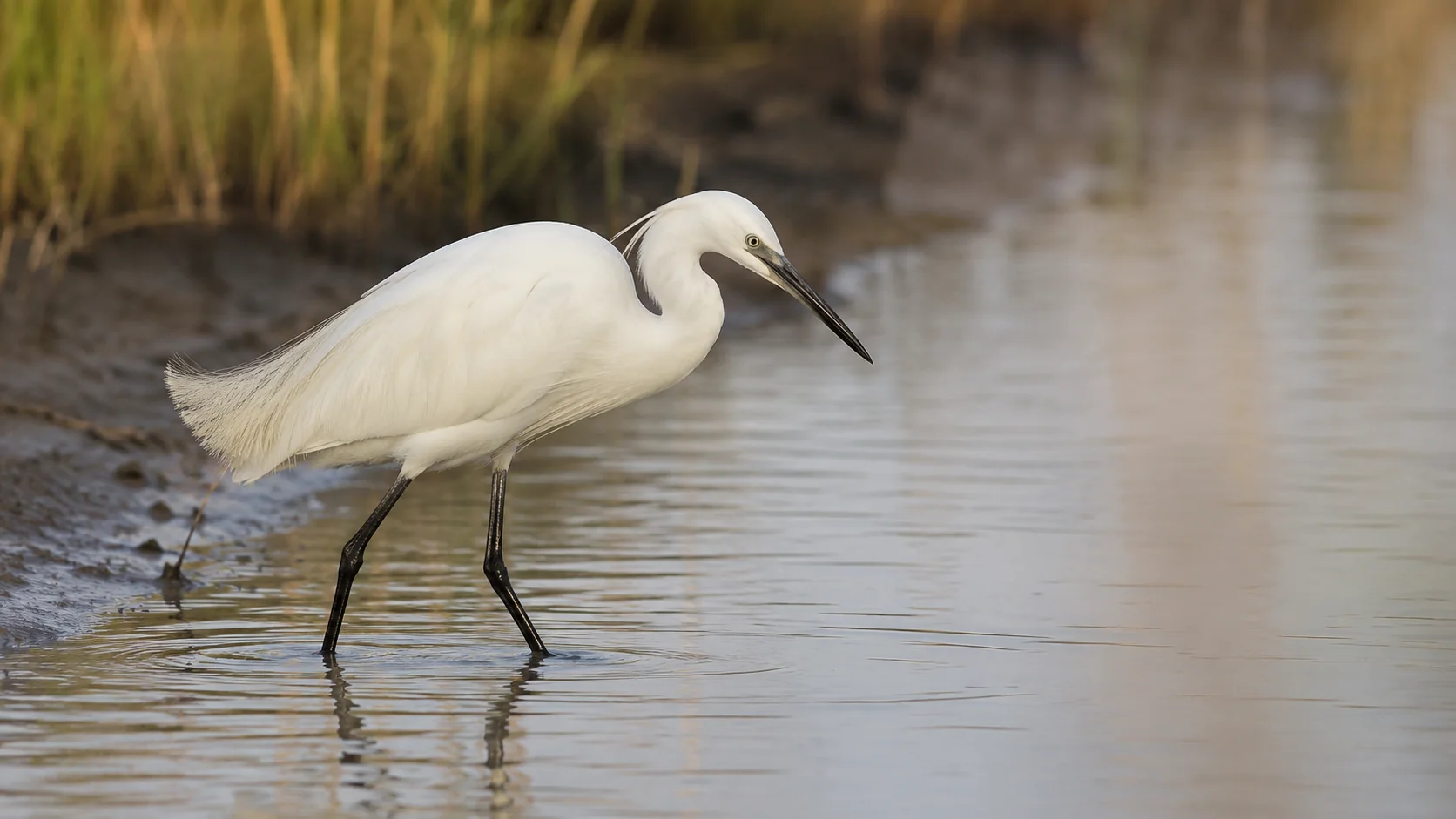 Elegant egret in quiet wetland habitat