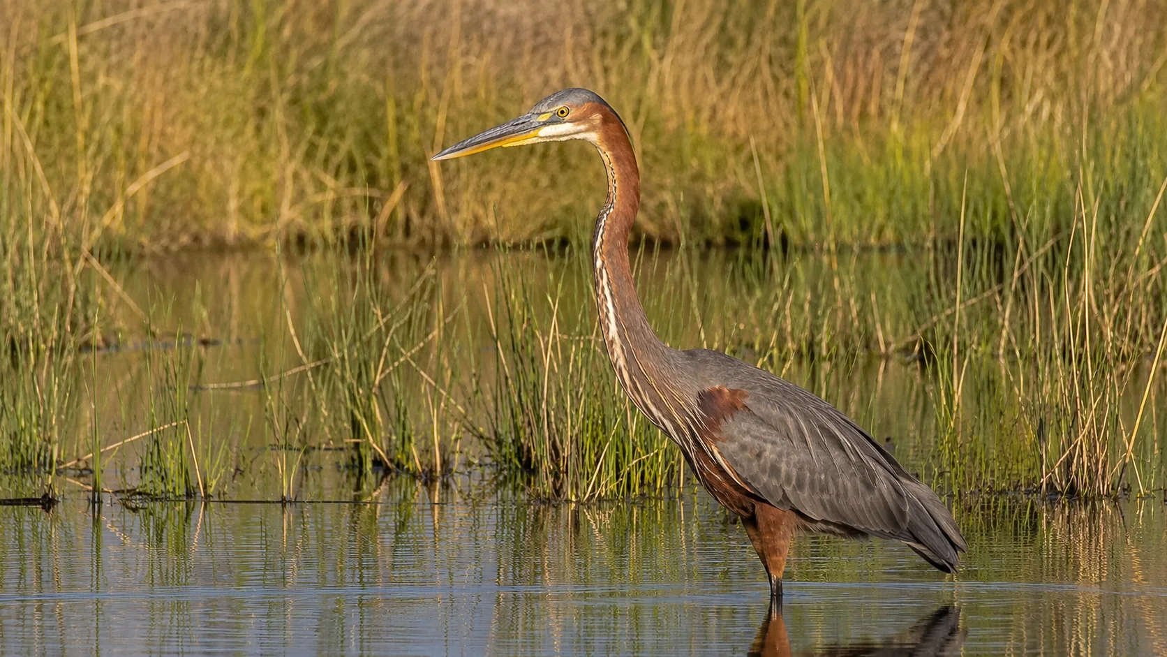 Heron standing among reeds