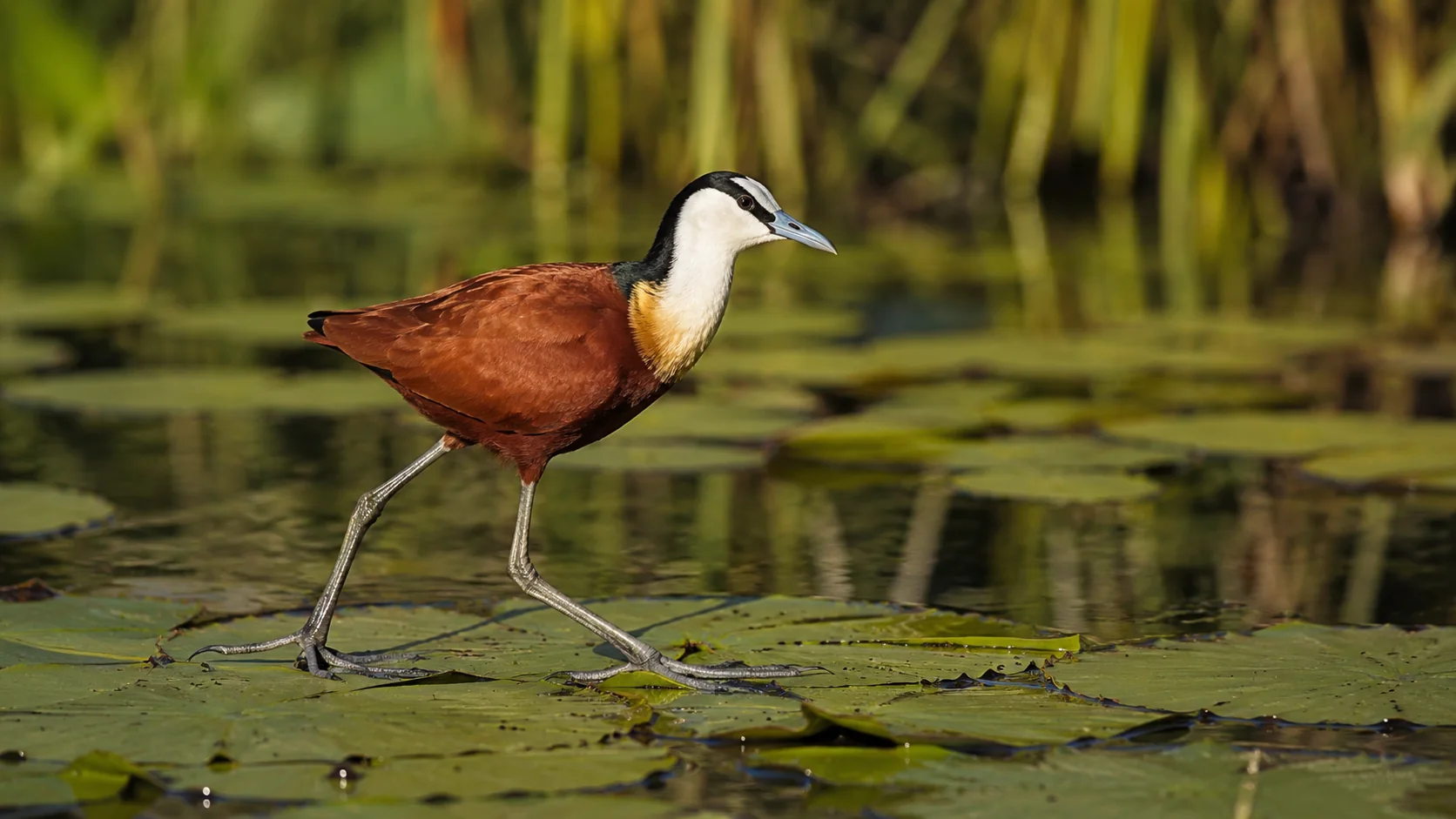 Jacana moving across lily pads