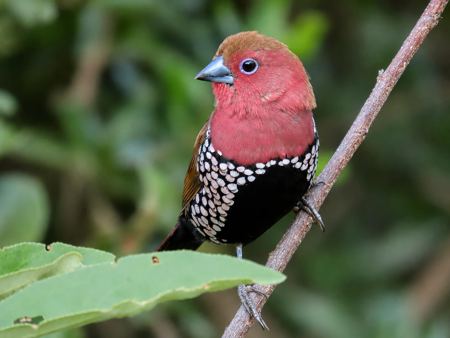 Colourful red and black bird perched in leafy habitat