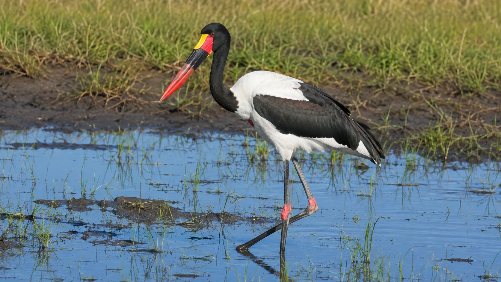 Saddle-billed stork in marshland