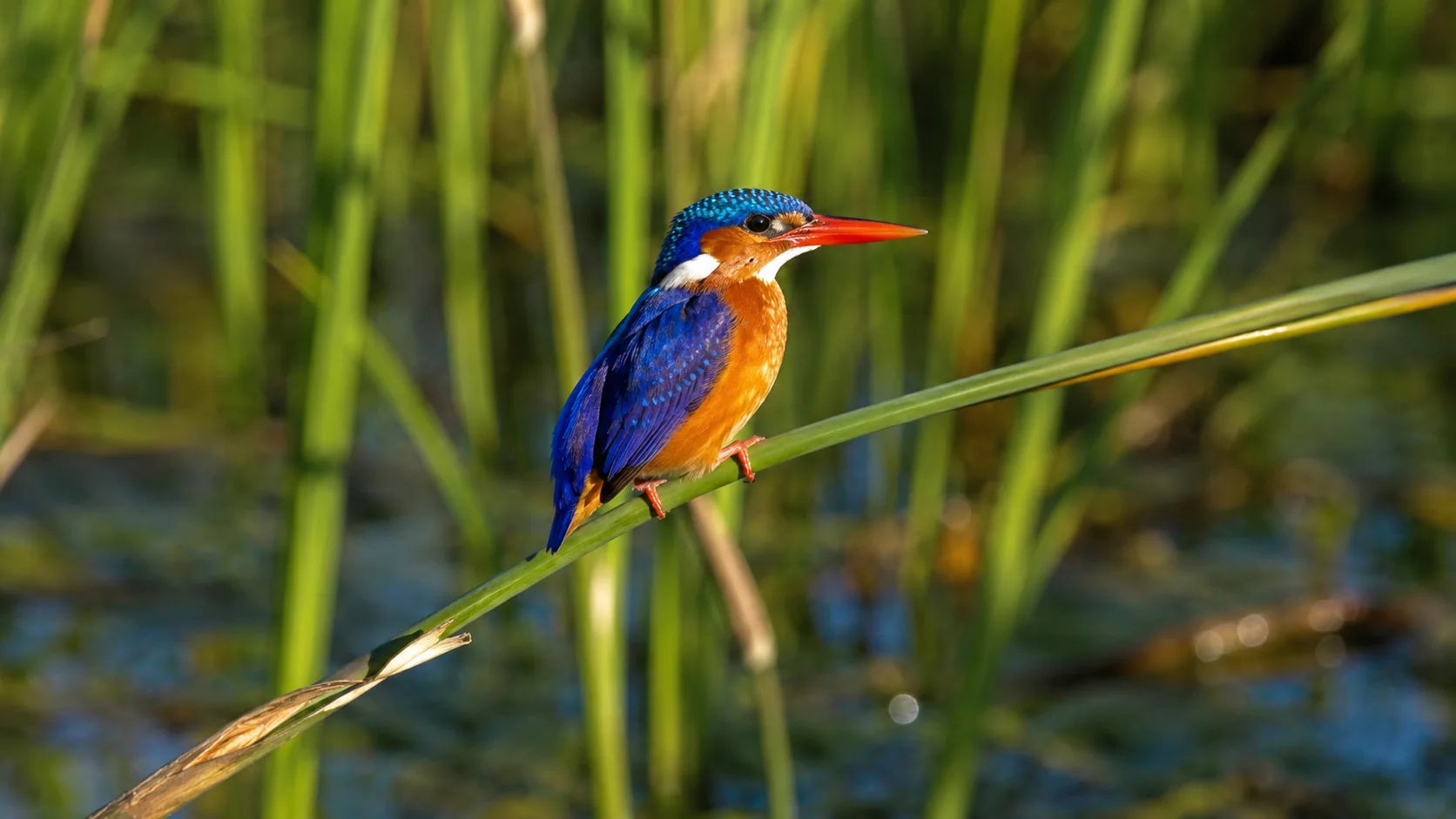 Vibrant kingfisher on a reed
